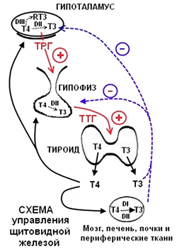 гипотиреоз, L-тироксин, лиотиронин, эутирокс